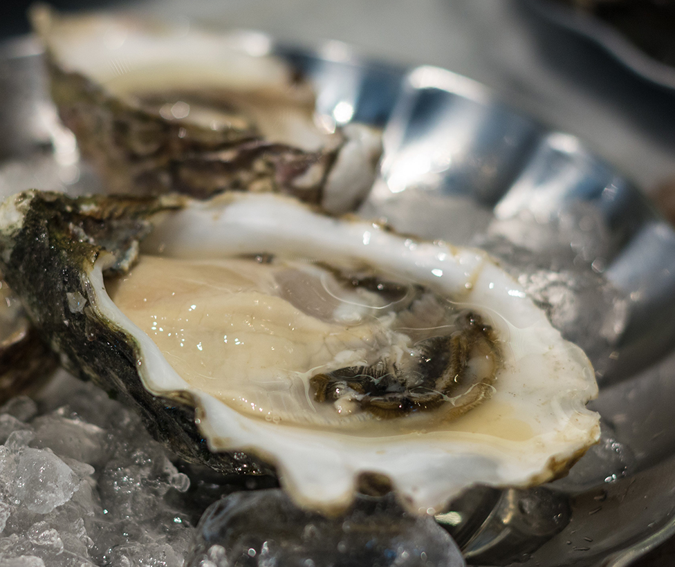 Shucked Oyster & Seafood Bar